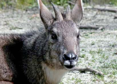 動物図鑑・ヒマラヤゴーラル